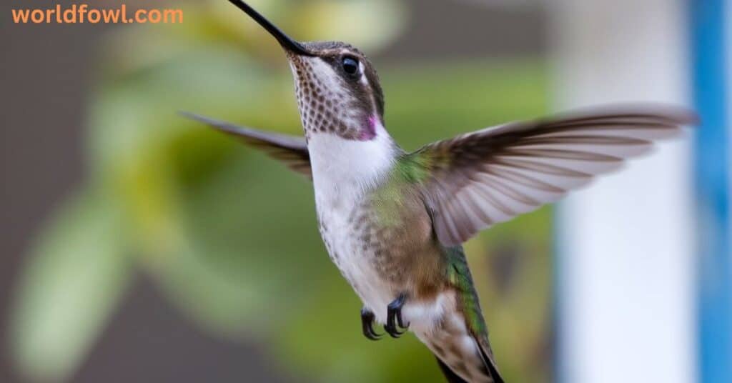 Do Hummingbirds Attack Humans? Unexpected Aggressors!