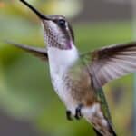 Do Hummingbirds Attack Humans? Unexpected Aggressors!