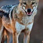 Do Jackals Attack Humans? Living in Fear!