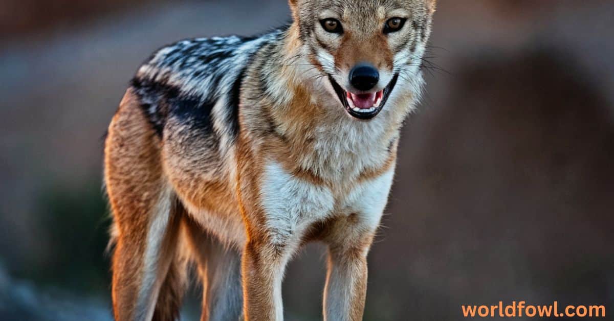 Do Jackals Attack Humans? Living in Fear!