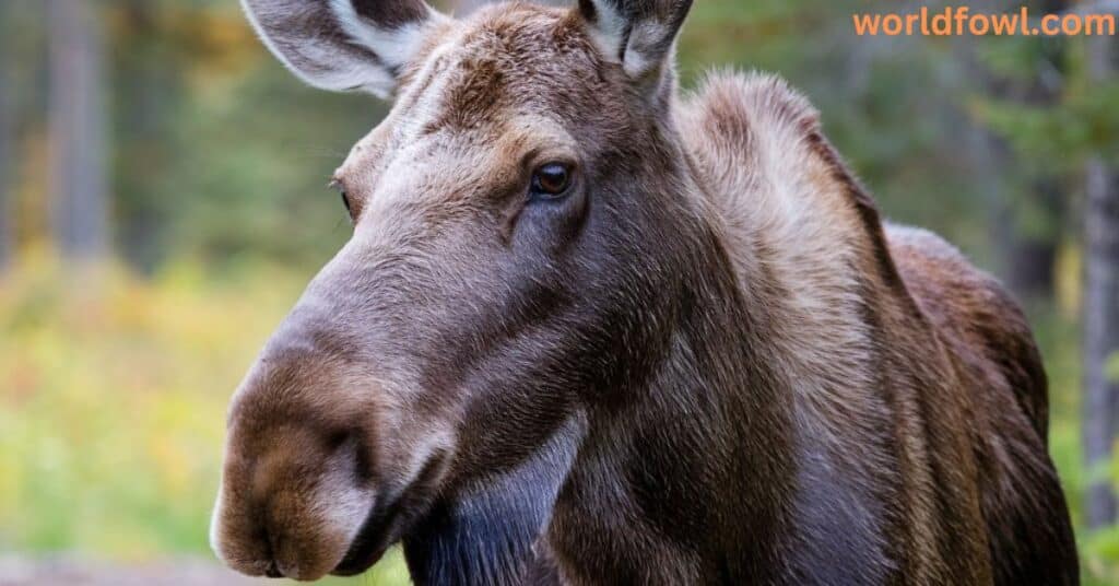 Do Moose Attack Humans? Caught in the Crosshairs!