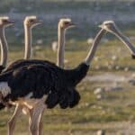 Do Ostriches Attack Humans? The Shocking Truth!