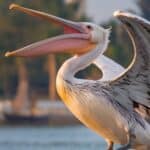 Do Pelicans Attack Humans? Pelicans Up Close