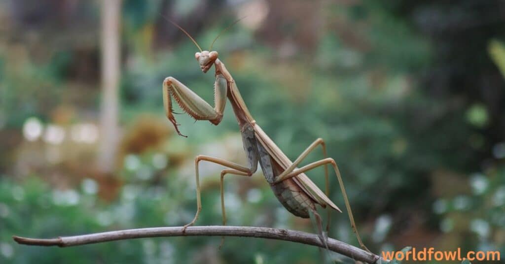 Do Praying Mantis Attack Humans? Praying Mantis vs. Humans!