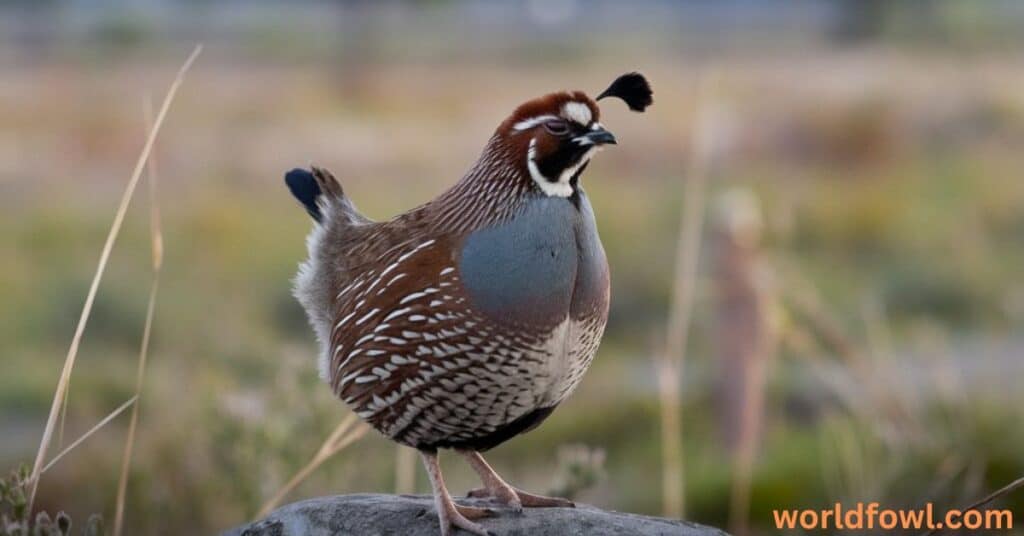 Do Quails Attack Humans? A Deep Dive!