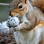 Do Squirrels Eat Bird Eggs?