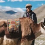 Do Yak Attack Humans? A Closer Look!