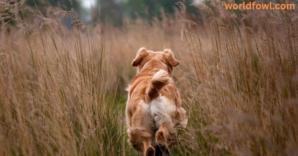 Spiritual Meanings Of A Dog Running Away