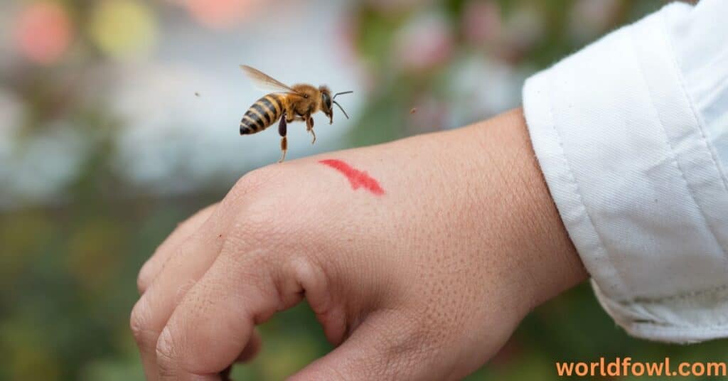 Why Do Bees Attack Humans?