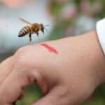 Why Do Bees Attack Humans?