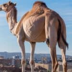 Will Camels Attack Humans? Exploring the Risks!