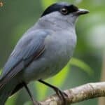 Will Catbirds Attack Humans? A Deep Dive