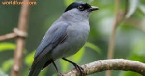 Will Catbirds Attack Humans? A Deep Dive