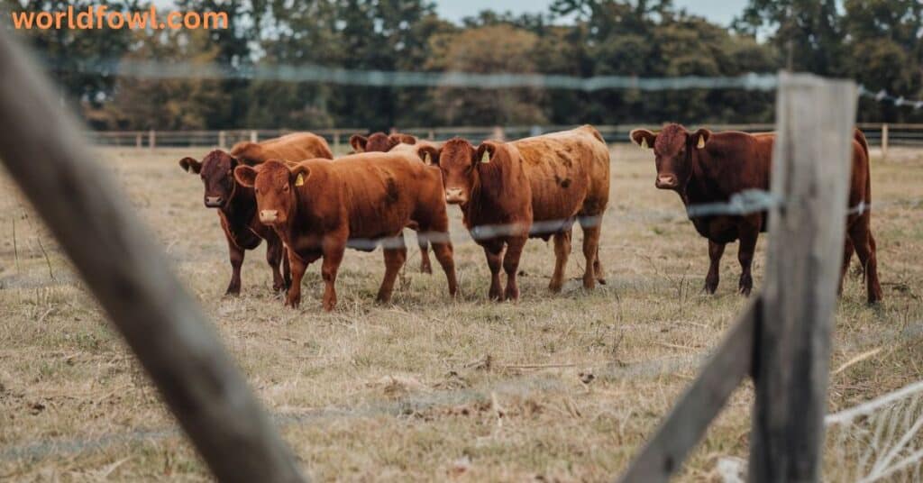 Will Cattle Attack Humans? Identifying the Risks!