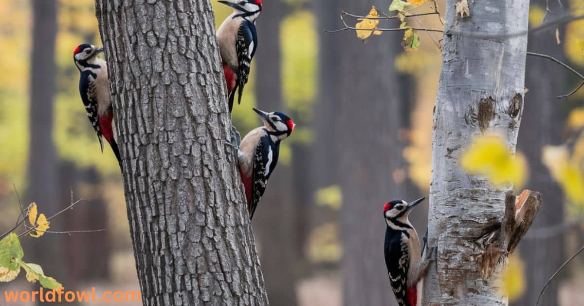 Woodpeckers In Michigan – 8 Sensational Michigan Woodpeckers