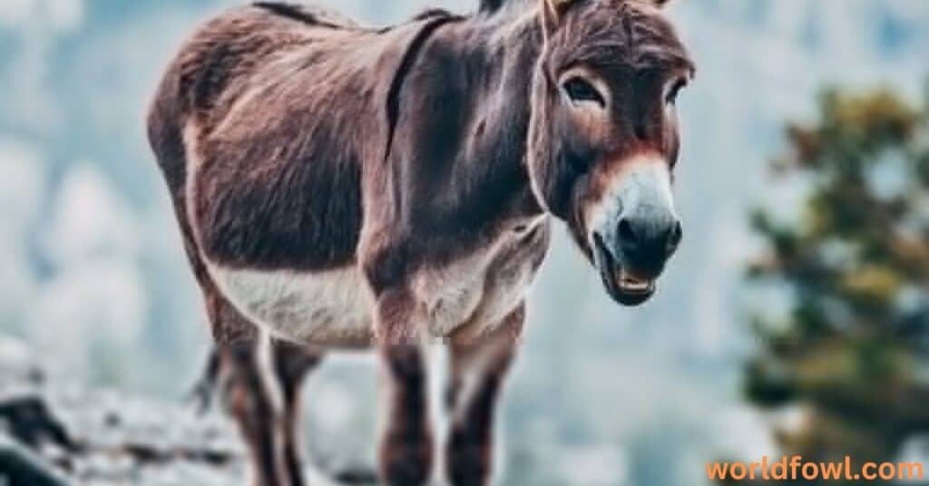 Do Donkeys Attack Humans? Myths, Facts!