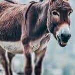 Do Donkeys Attack Humans? Myths, Facts!