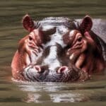 Do Hippos Attack Humans? Deadly Secret!