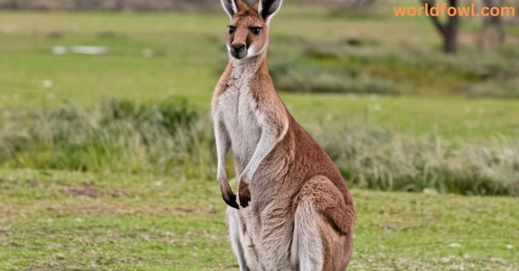 Do Kangaroos Attack Humans?