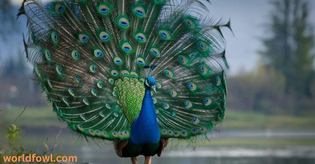 Do Peacocks Attack Humans? Graceful But Deadly?