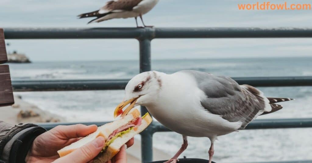 Do Seagulls Attack Humans? The Surprising Truth!