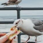 Do Seagulls Attack Humans? The Surprising Truth!