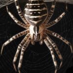 Do Spiders Attack Humans? The Hidden Menace!