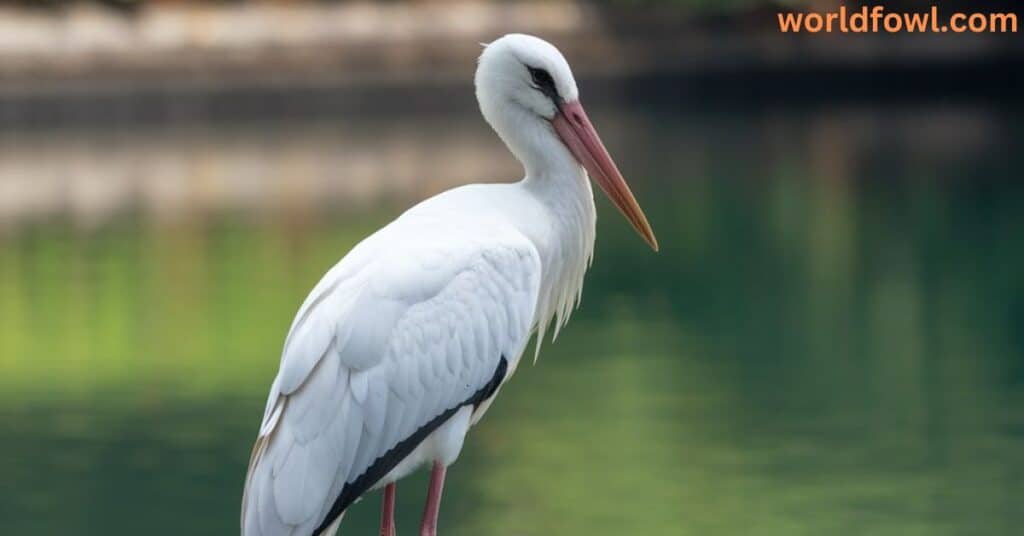 Do Wood Storks Attack Humans?