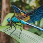 Do Dragonflies Attack Humans? Unveiling the Myths!